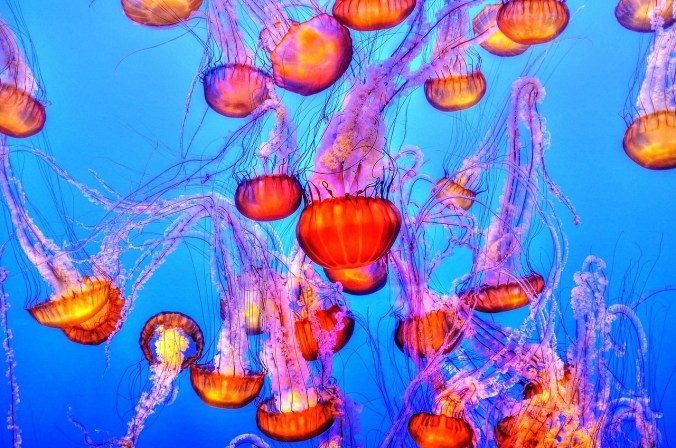 jellyfish-931714_1280